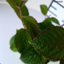 Viburnum plicatum 'Popcorn'