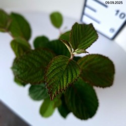 Viburnum plicatum 'Popcorn'