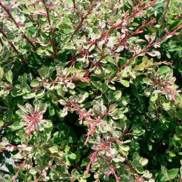 Berberis thunbergii 'Starburst' PBR