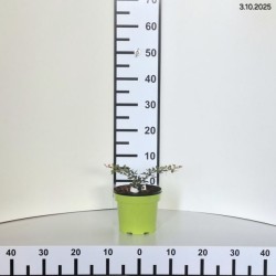 Berberis thunbergii 'Starburst' PBR