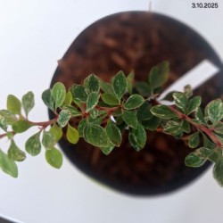 Berberis thunbergii 'Starburst' PBR