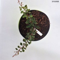 Berberis thunbergii 'Starburst' PBR