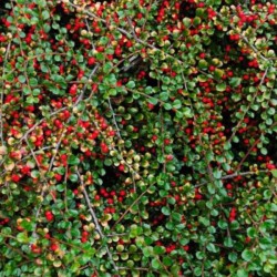 Cotoneaster dammeri 'Major'