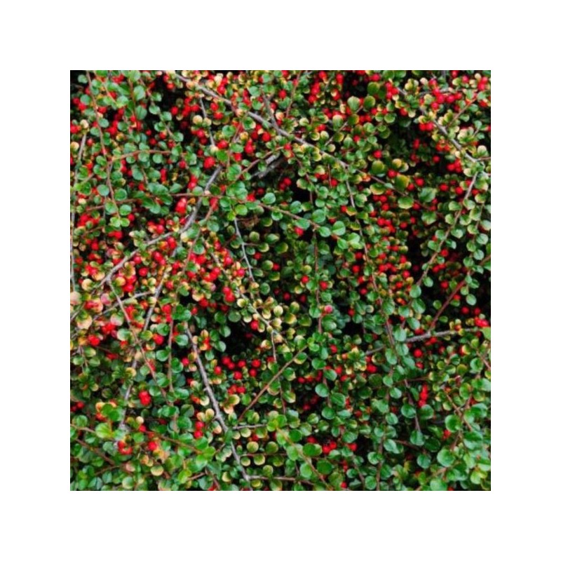 Cotoneaster dammeri 'Major'