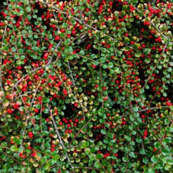 Cotoneaster dammeri 'Major'