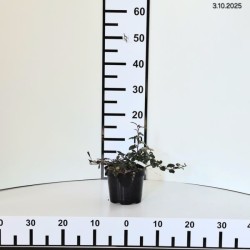 Cotoneaster dammeri 'Major'