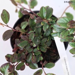 Cotoneaster dammeri 'Major'