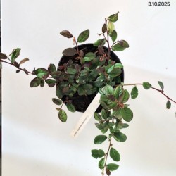 Cotoneaster dammeri 'Major'