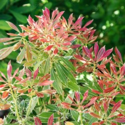 Pieris 'Flaming Silver'