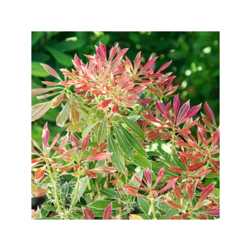 Pieris 'Flaming Silver'