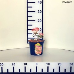 Pieris 'Flaming Silver'