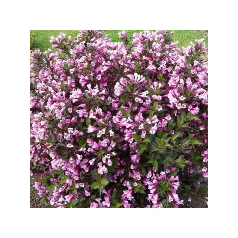 Weigela florida 'Foliis Purpureis'