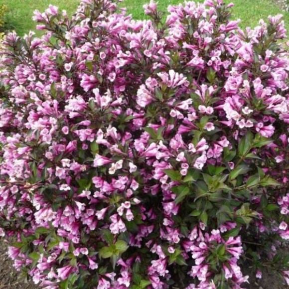Weigela florida 'Foliis Purpureis'