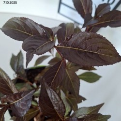 Weigela florida 'Foliis Purpureis'