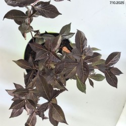 Weigela florida 'Foliis Purpureis'