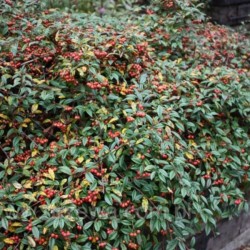Cotoneaster salicifolius...