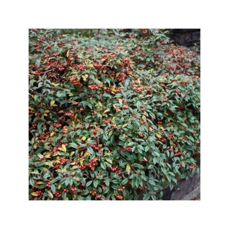 Cotoneaster salicifolius 'Parkteppich'