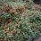 Cotoneaster salicifolius 'Parkteppich'
