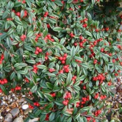 Cotoneaster salicifolius 'Parkteppich'