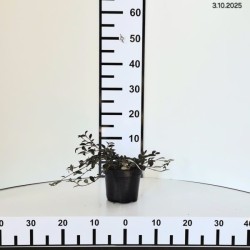 Cotoneaster salicifolius 'Parkteppich'