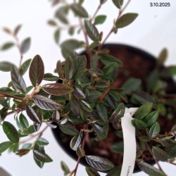 Cotoneaster salicifolius 'Parkteppich'