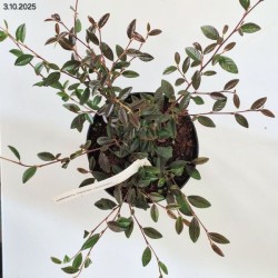 Cotoneaster salicifolius 'Parkteppich'