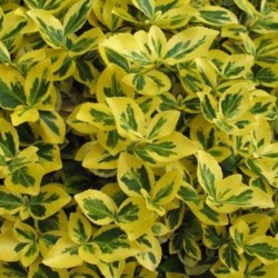 Euonymus fortunei 'Canadale...