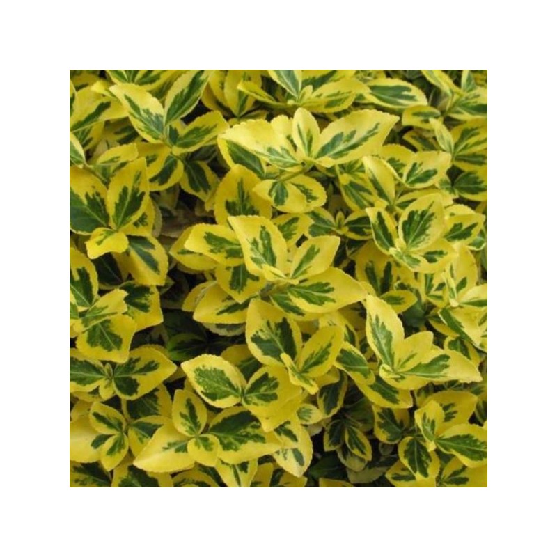Euonymus fortunei 'Canadale Gold'