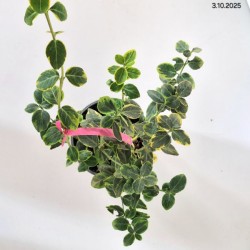 Euonymus fortunei 'Canadale Gold'