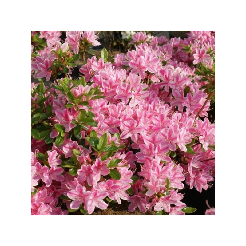 Rhododendron 'Kermesina Rosea'
