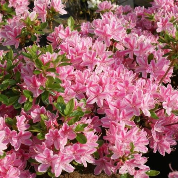 Rhododendron 'Kermesina Rosea'