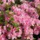 Rhododendron 'Kermesina Rosea'