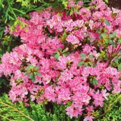 Rhododendron 'Kermesina Rosea'