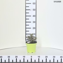 Rhododendron 'Kermesina Rosea'