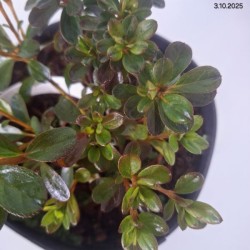 Rhododendron 'Kermesina Rosea'