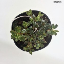 Rhododendron 'Kermesina Rosea'