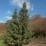 Picea omorika