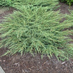 Juniperus communis 'Green...