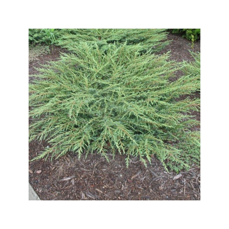 Juniperus communis 'Green Carpet'