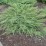 Juniperus communis 'Green Carpet'