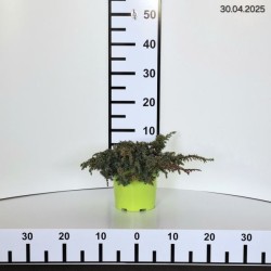 Juniperus communis 'Green Carpet'