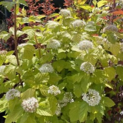 Physocarpus opulifolius...