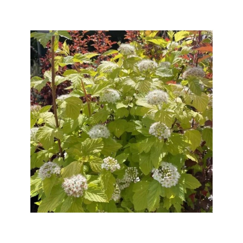 Physocarpus opulifolius 'Dart's Gold'