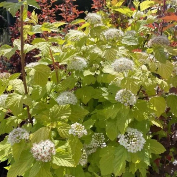 Physocarpus opulifolius 'Dart's Gold'