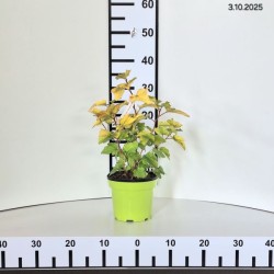 Physocarpus opulifolius 'Dart's Gold'