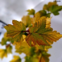 Physocarpus opulifolius 'Dart's Gold'