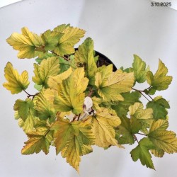 Physocarpus opulifolius 'Dart's Gold'