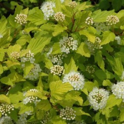Physocarpus opulifolius 'Dart's Gold'