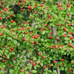 Cotoneaster ×suecicus...