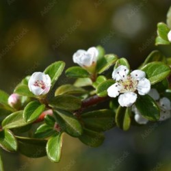 Cotoneaster ×suecicus 'Coral Beauty'